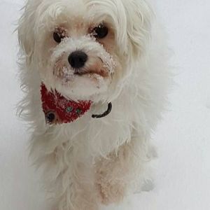 Meet your Posher, Blagica